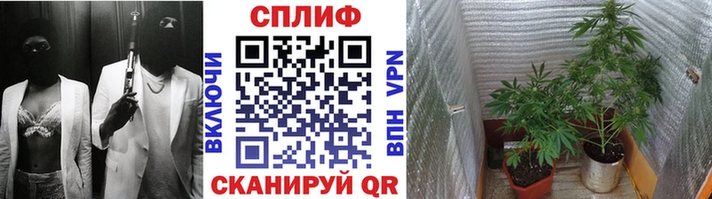 Бошки марихуана Amnesia  Купить закладки  Полярные Зори 